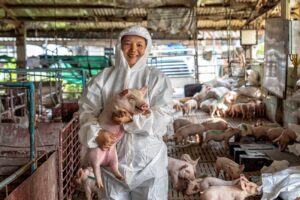 Cara ternak babi untuk pemula