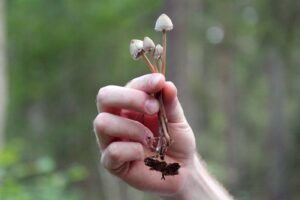 Mengenal magic mushroom narkoba dengan efek yang mematikan