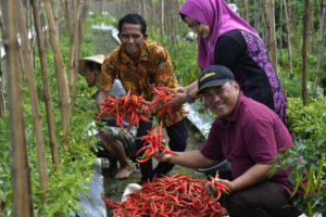 Penyakit tanaman cabai dan cara mengatasinya